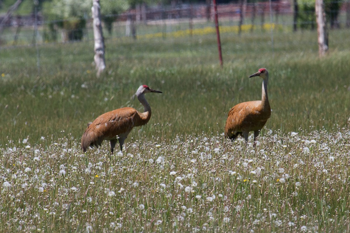 Sandhill Crane - Daniel Salemi