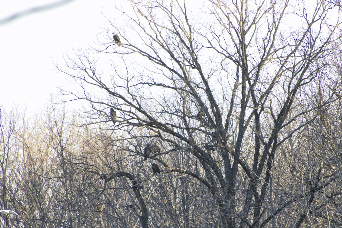 Bald Eagle - ML534181761