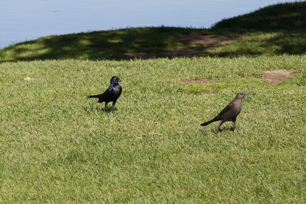 Brewer's Blackbird - ML534181951