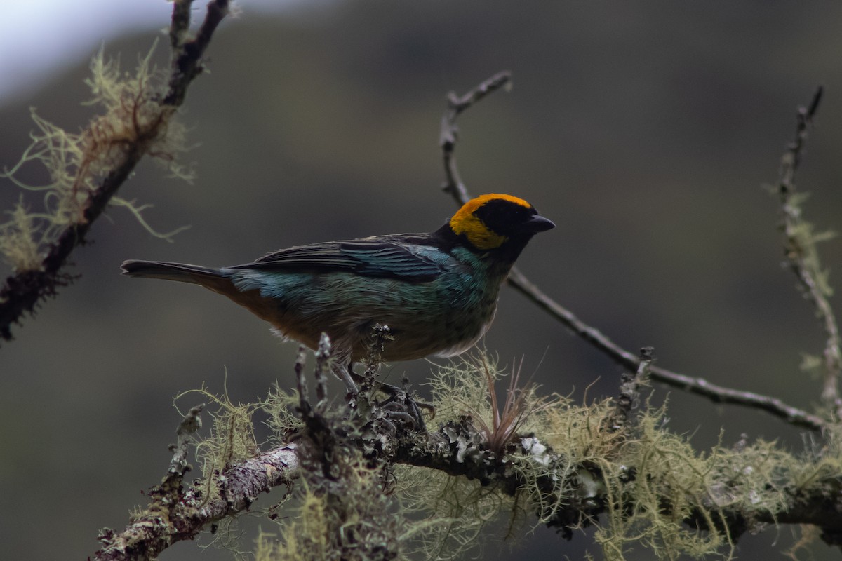 Saffron-crowned Tanager - ML534182551