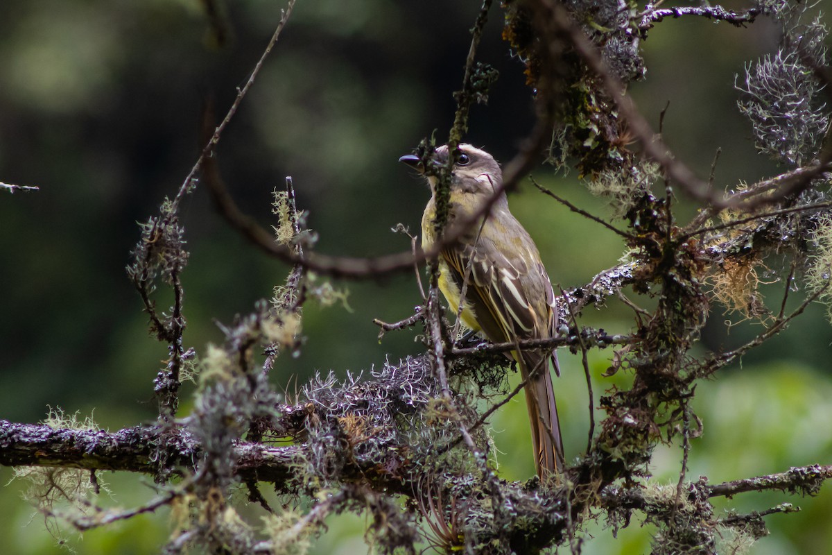 Golden-crowned Flycatcher - ML534182591