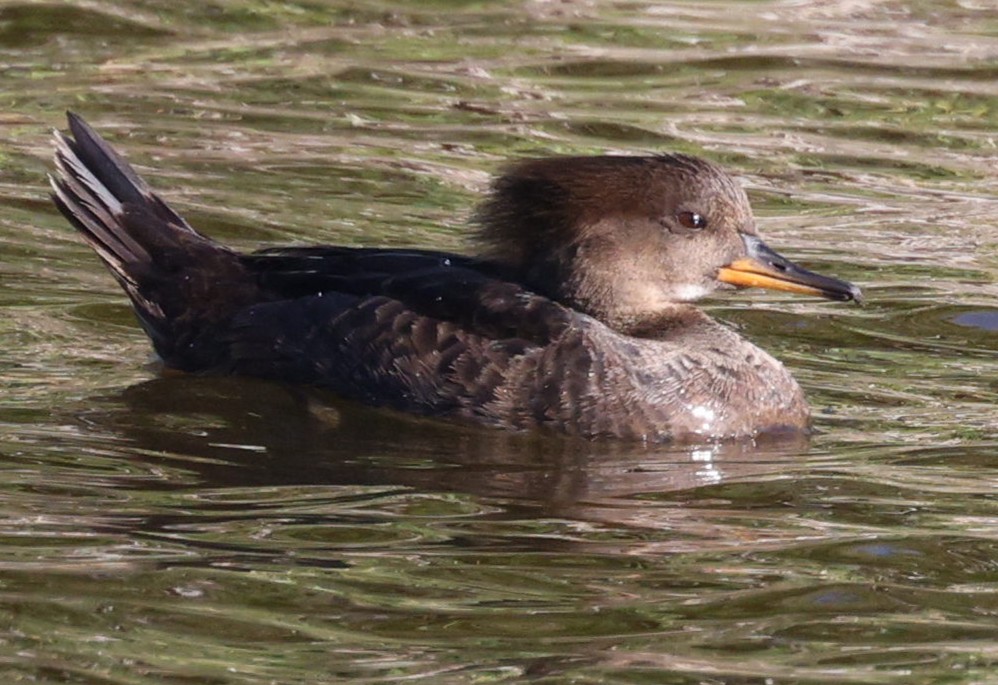 Hooded Merganser - ML534184661