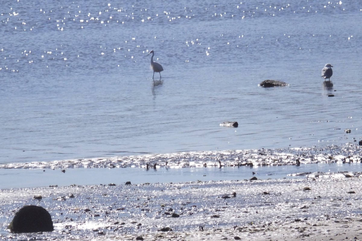 Snowy Egret - ML53418491