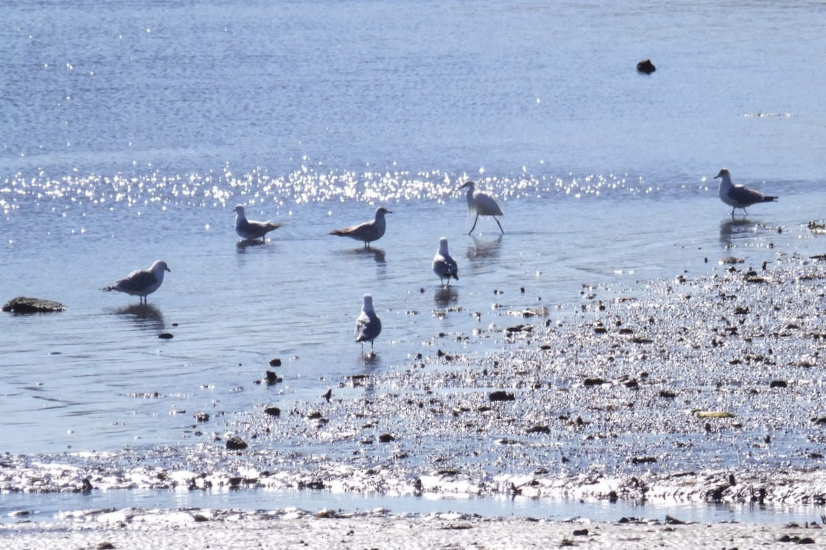 Snowy Egret - ML53418501