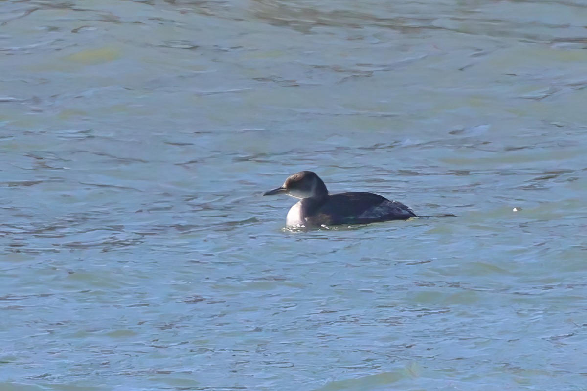 Red-necked Grebe - ML534185301