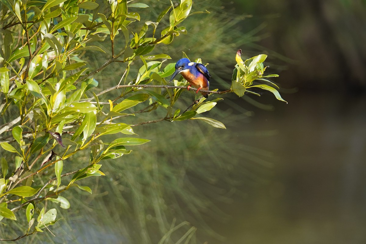 Azure Kingfisher - Ann Maria Abraham