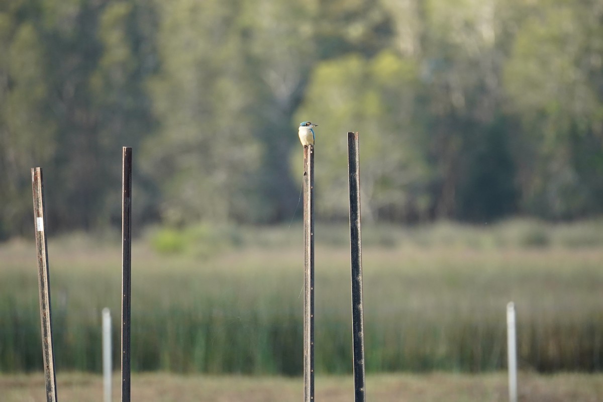 Sacred Kingfisher - ML534186651