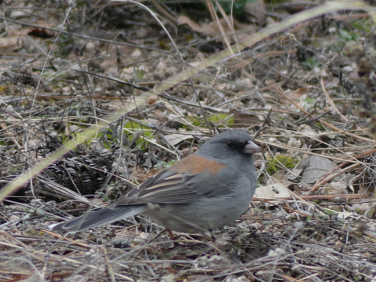 Junco Ojioscuro (caniceps) - ML534187221