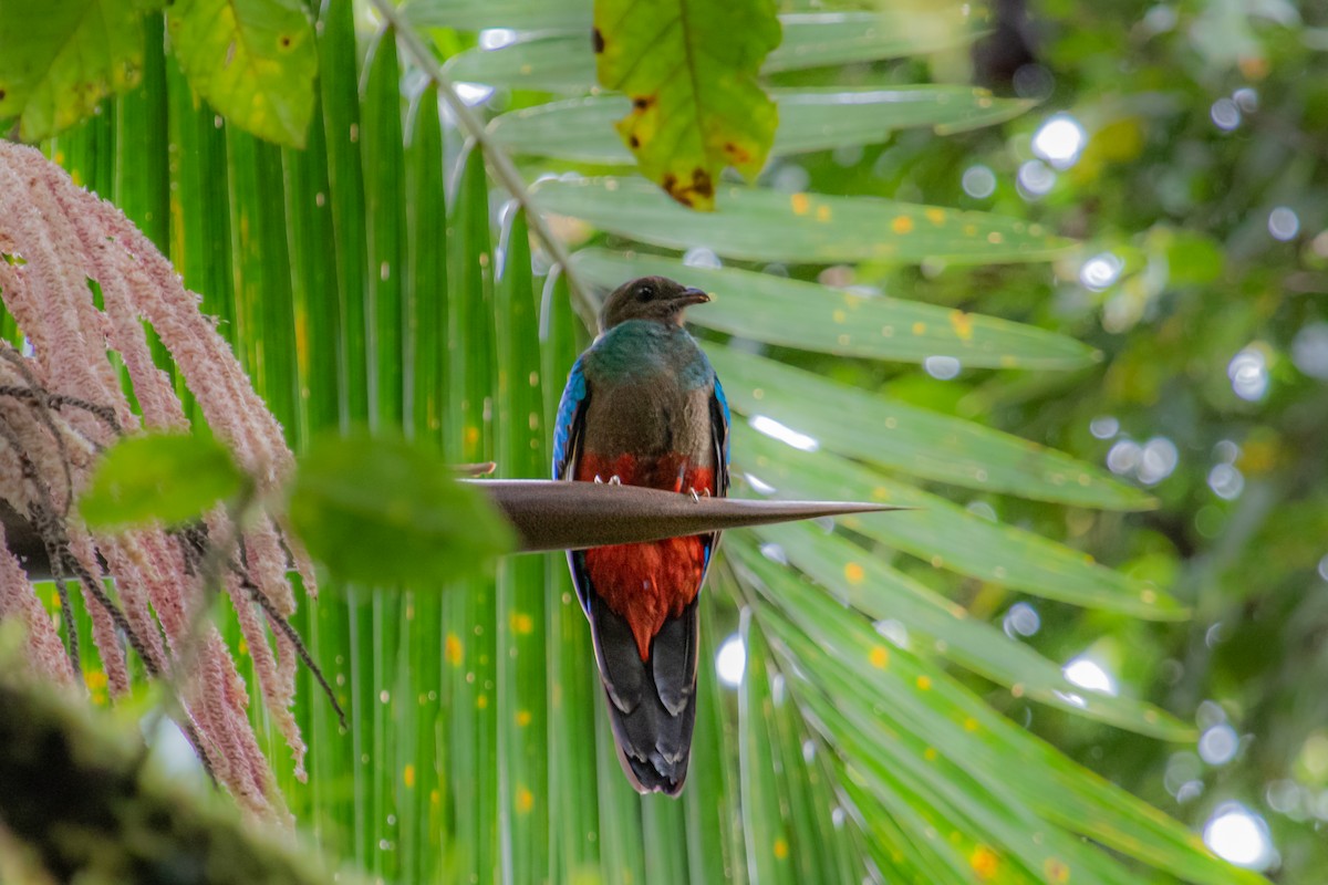 Golden-headed Quetzal - ML534187501