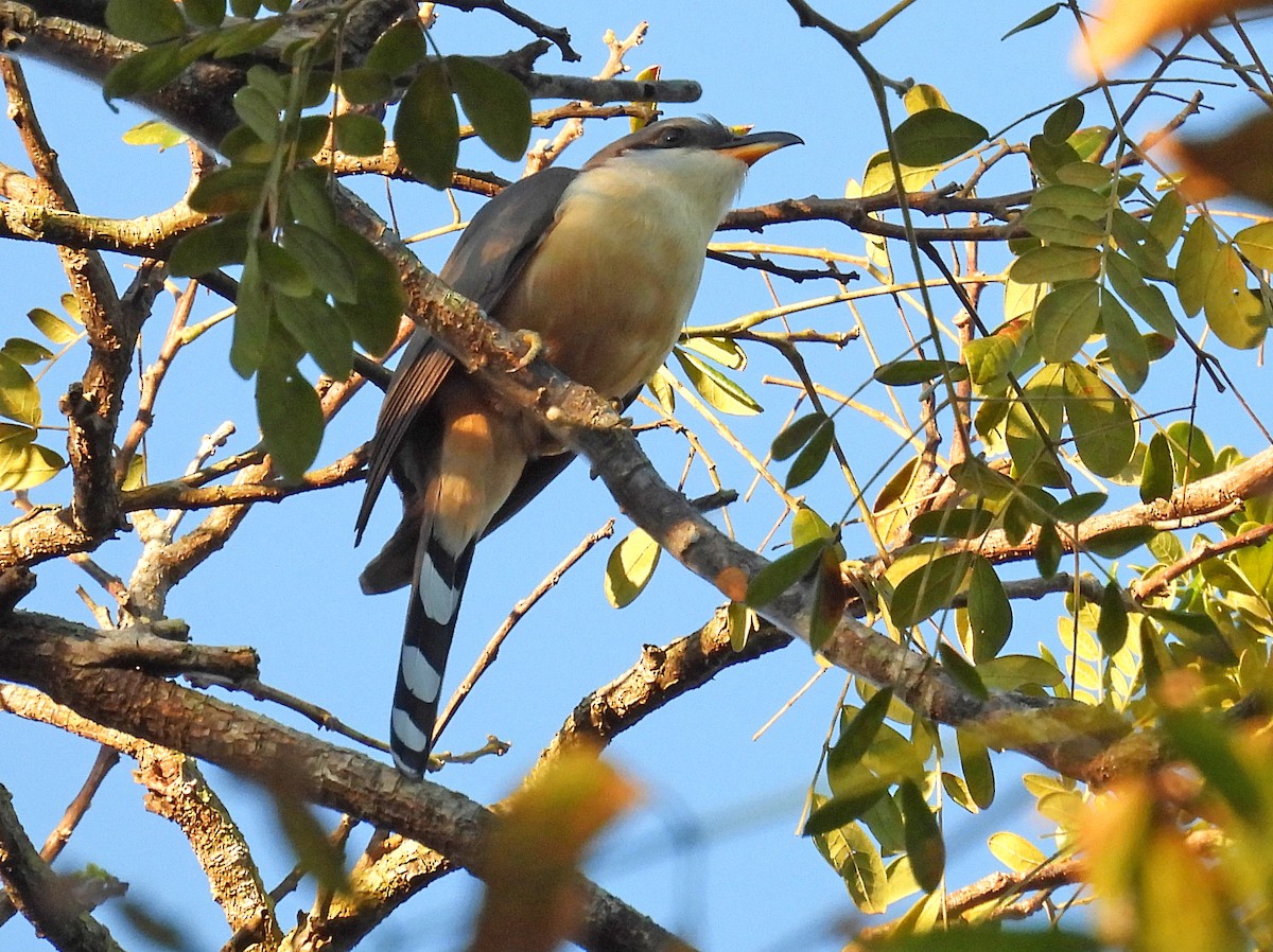 Mangrove Cuckoo - ML534189171