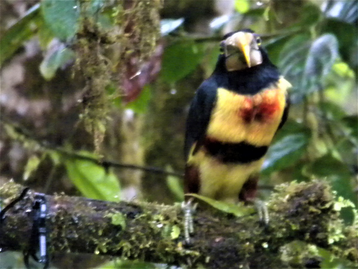 Arasarí Acollarado (erythropygius) - ML534189841