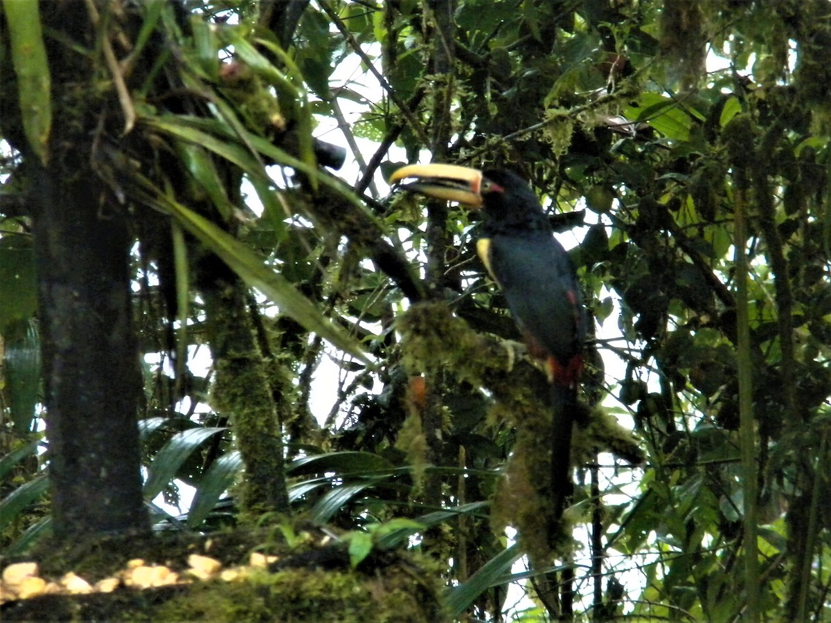 arassari pestrý (ssp. erythropygius) - ML534189941