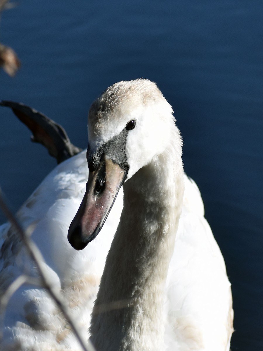 Mute Swan - ML534190571