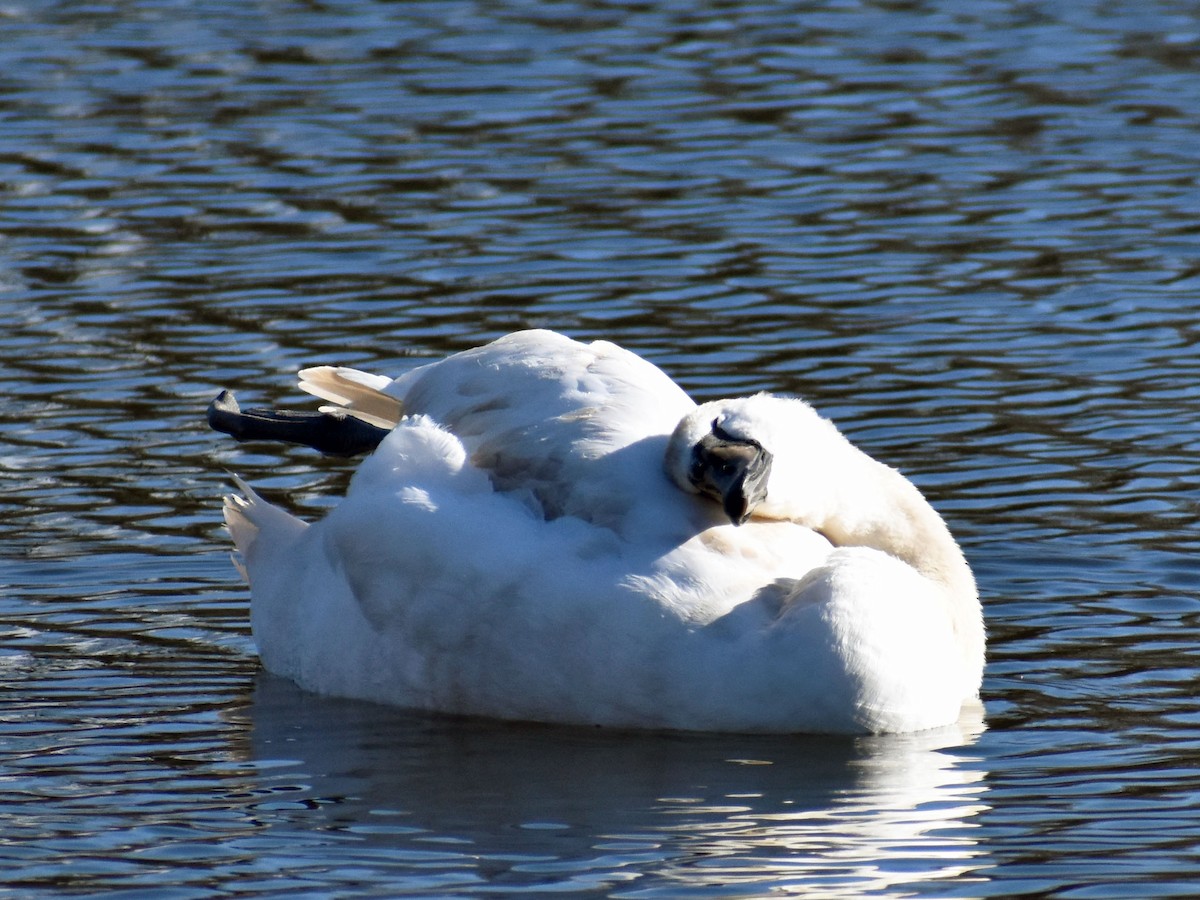 Mute Swan - ML534190581