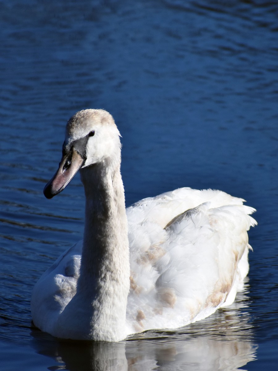 Mute Swan - ML534190591