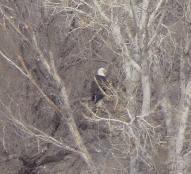 Bald Eagle - ML534190901