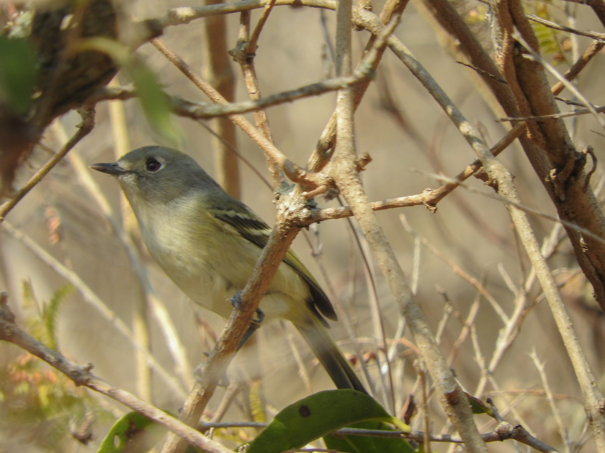 Dwarf Vireo - ML534192261