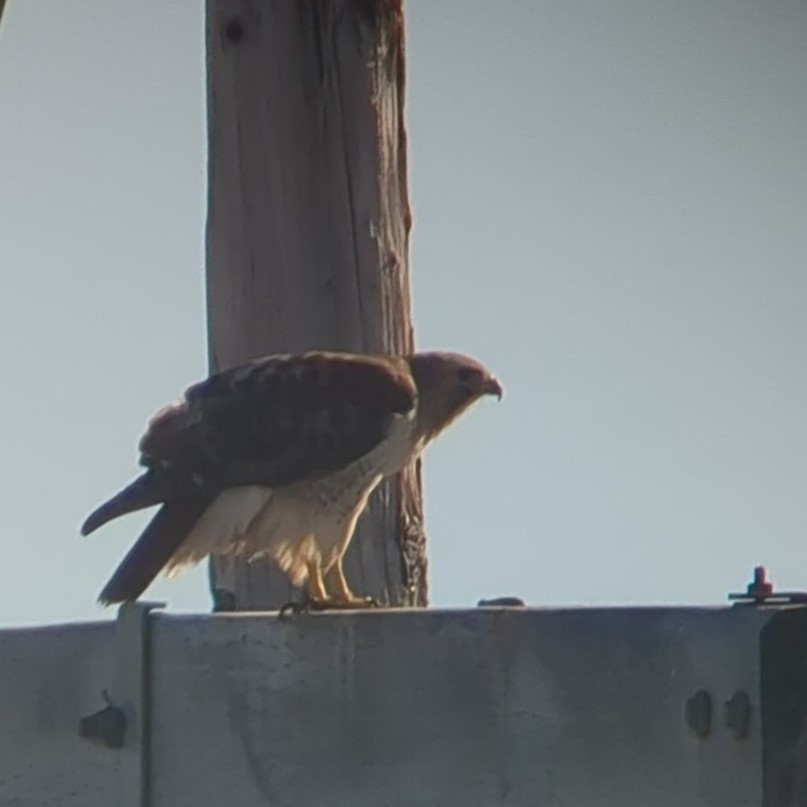 Red-tailed Hawk (borealis) - Richard Stanton