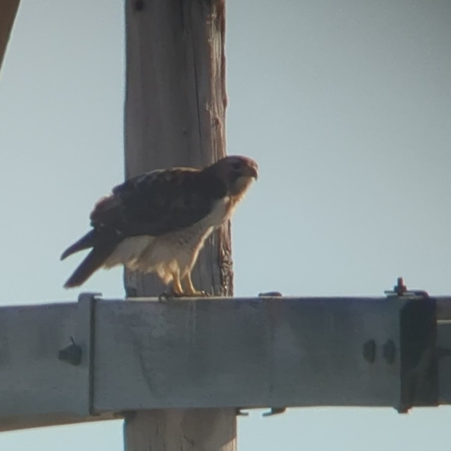 Red-tailed Hawk (borealis) - Richard Stanton