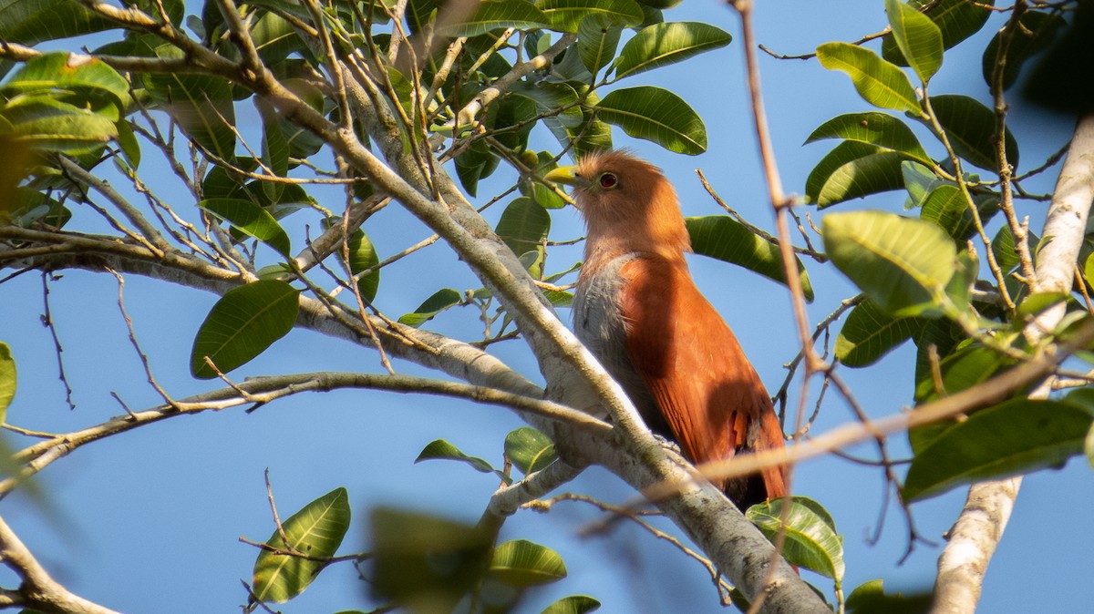 Squirrel Cuckoo - Aquiles Brinco