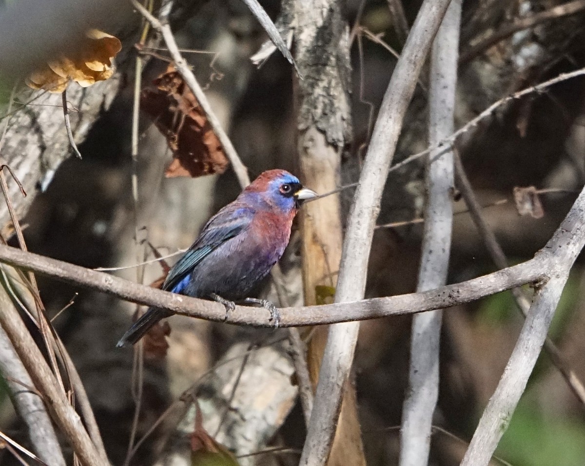 Varied Bunting - ML534197011