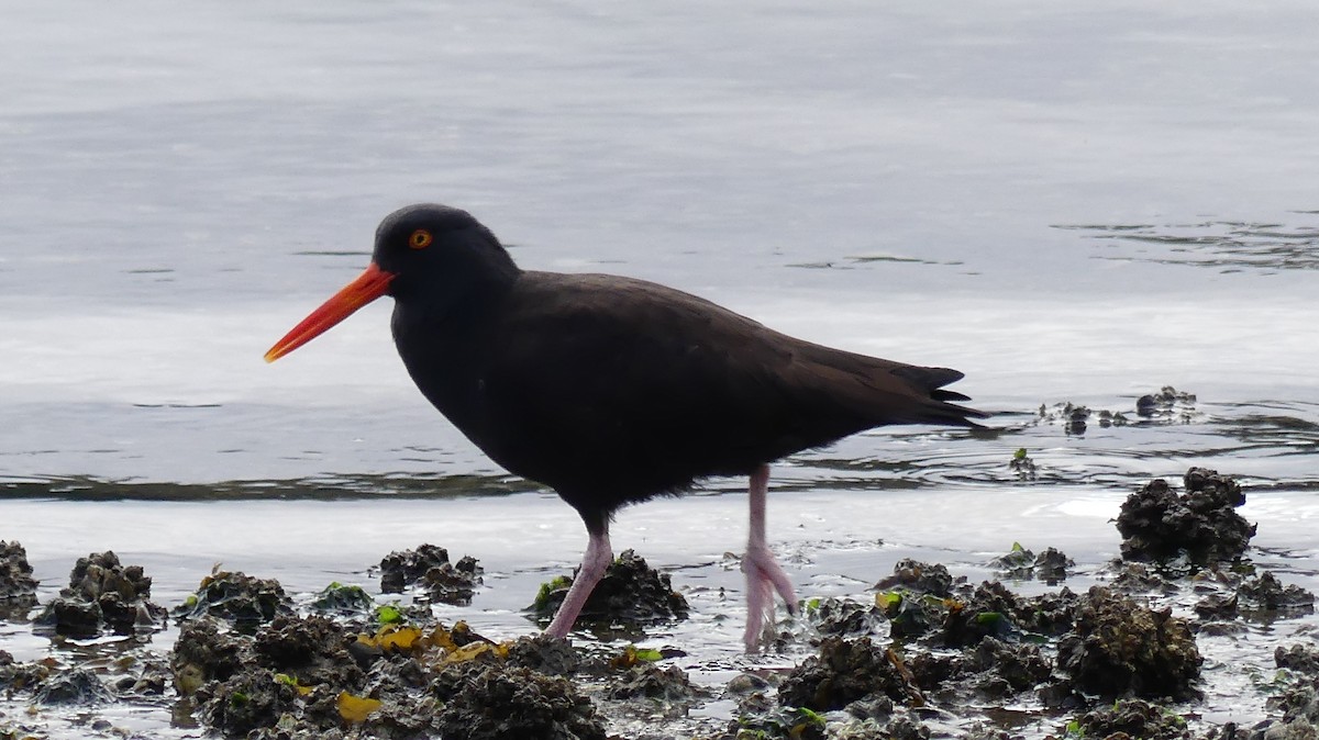 Black Oystercatcher - Justin Carrington