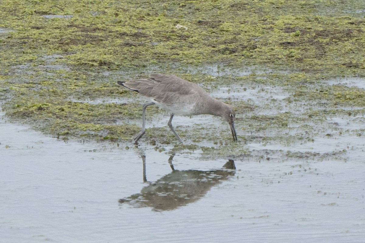 shorebird sp. - ML534197301