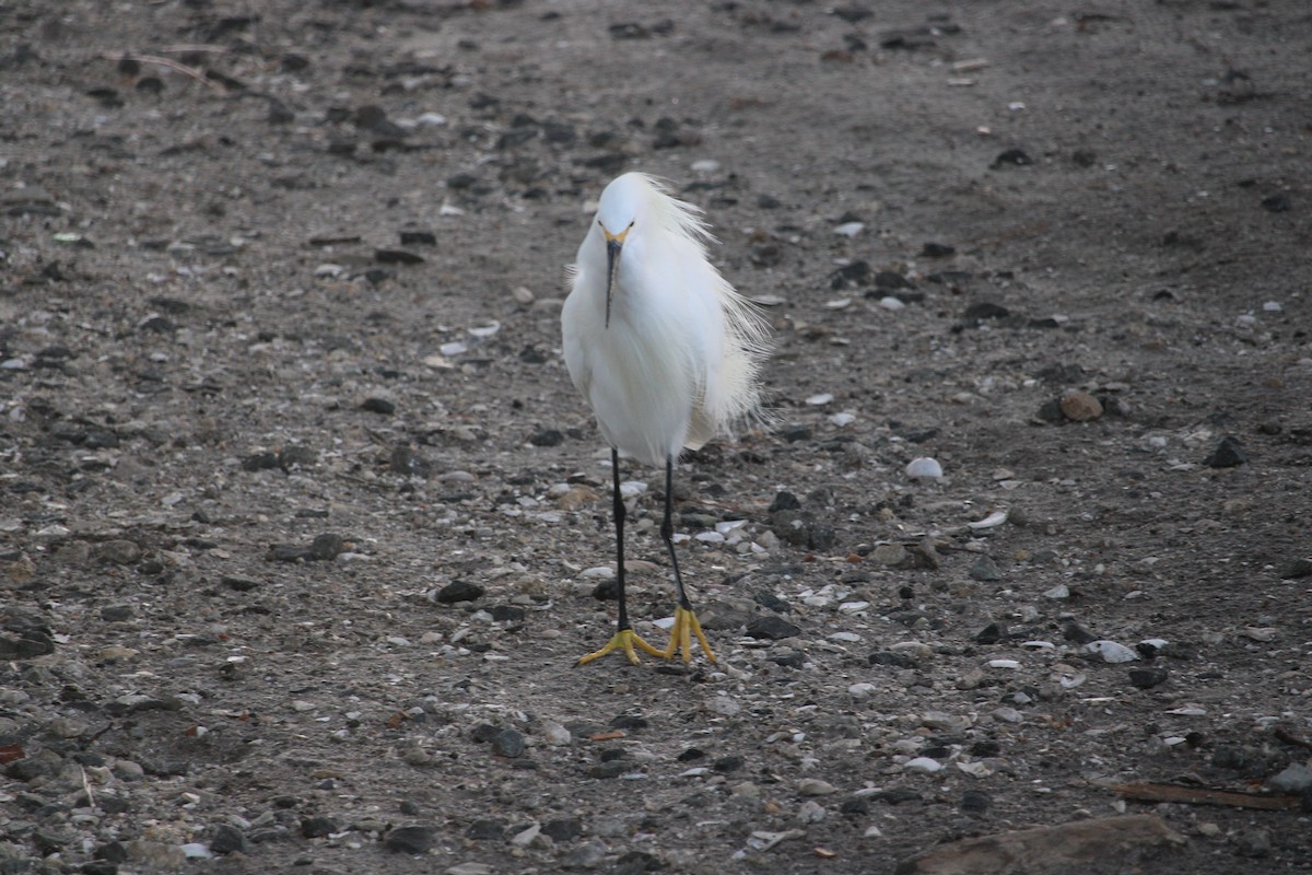 Snowy Egret - ML534198671