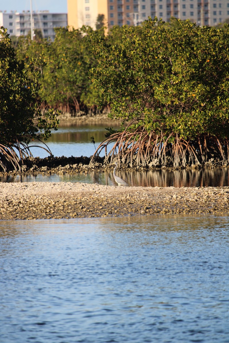 Tricolored Heron - ML534199041