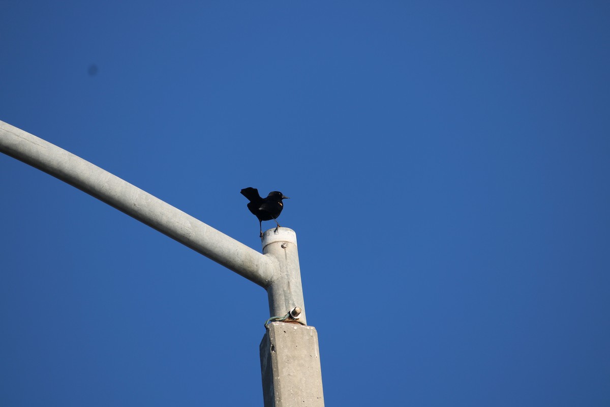 Red-winged Blackbird - ML534199311