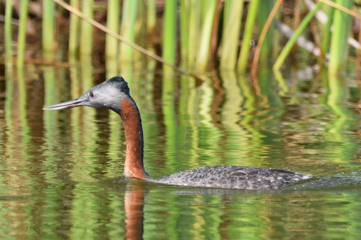 Great Grebe - ML534200351