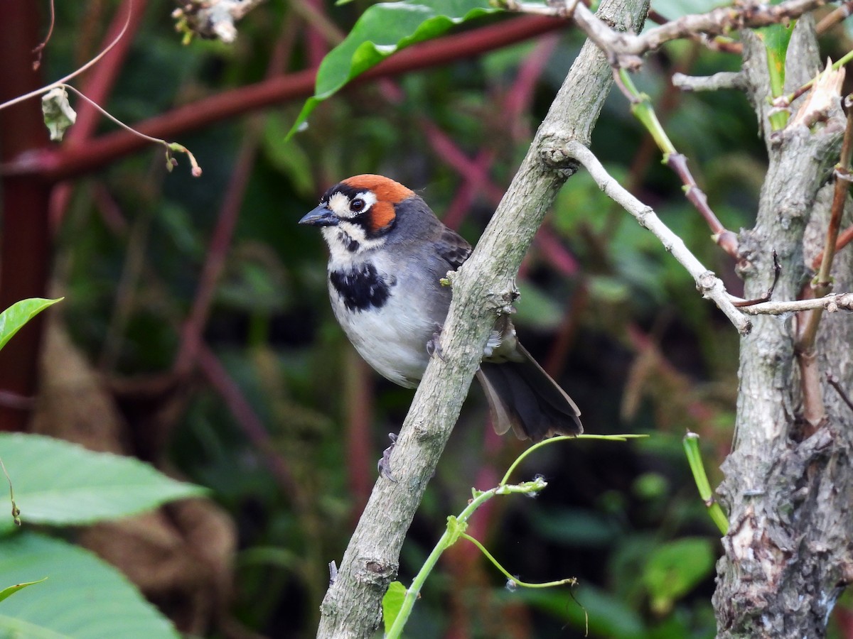 Cabanis's Ground-Sparrow - Daniel Matamoros