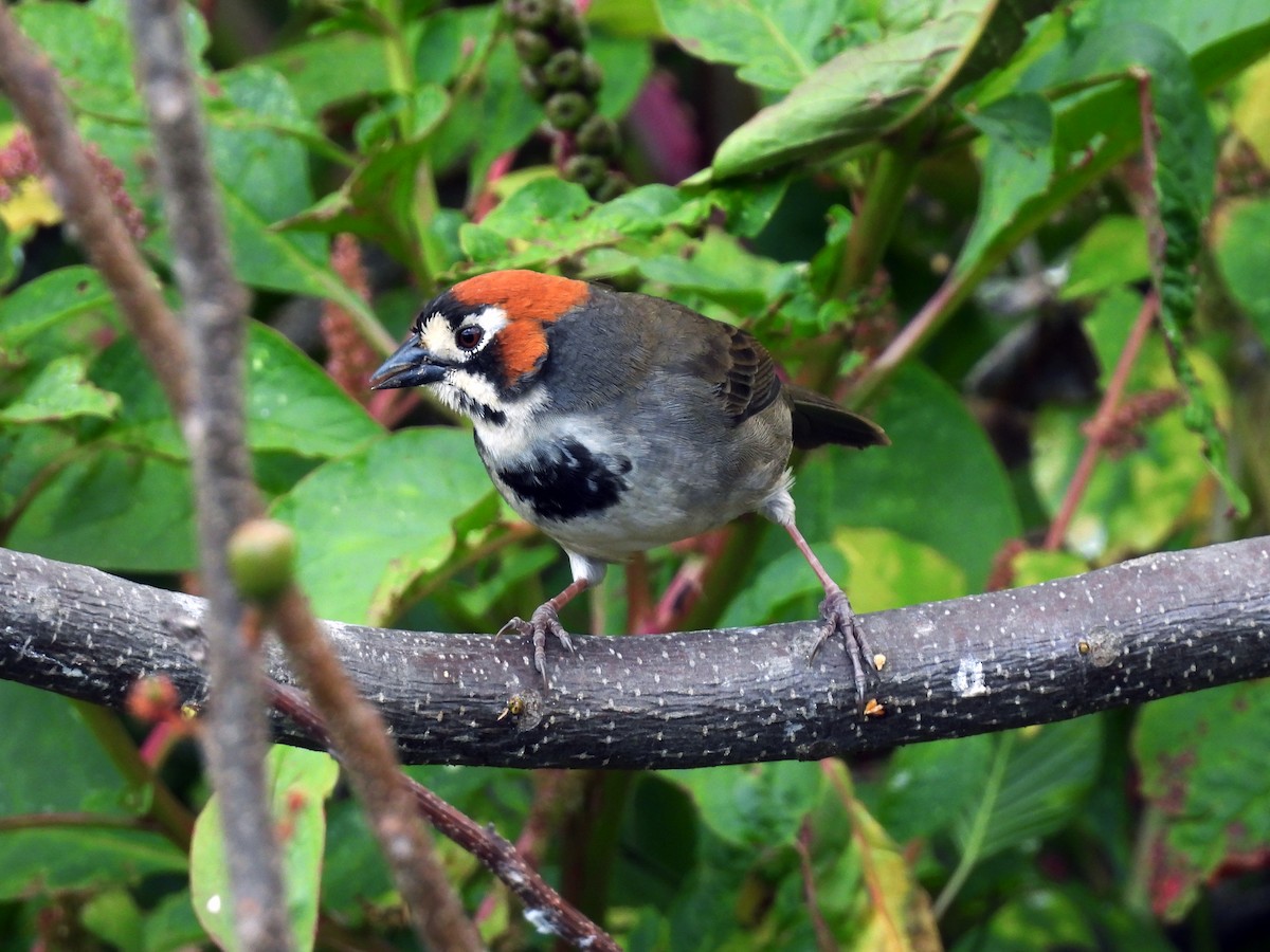 Cabanis's Ground-Sparrow - Daniel Matamoros