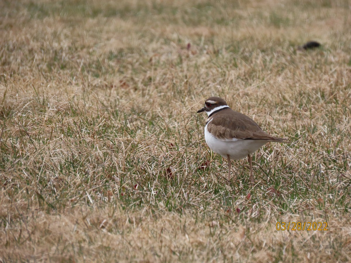 Killdeer - ML534201581