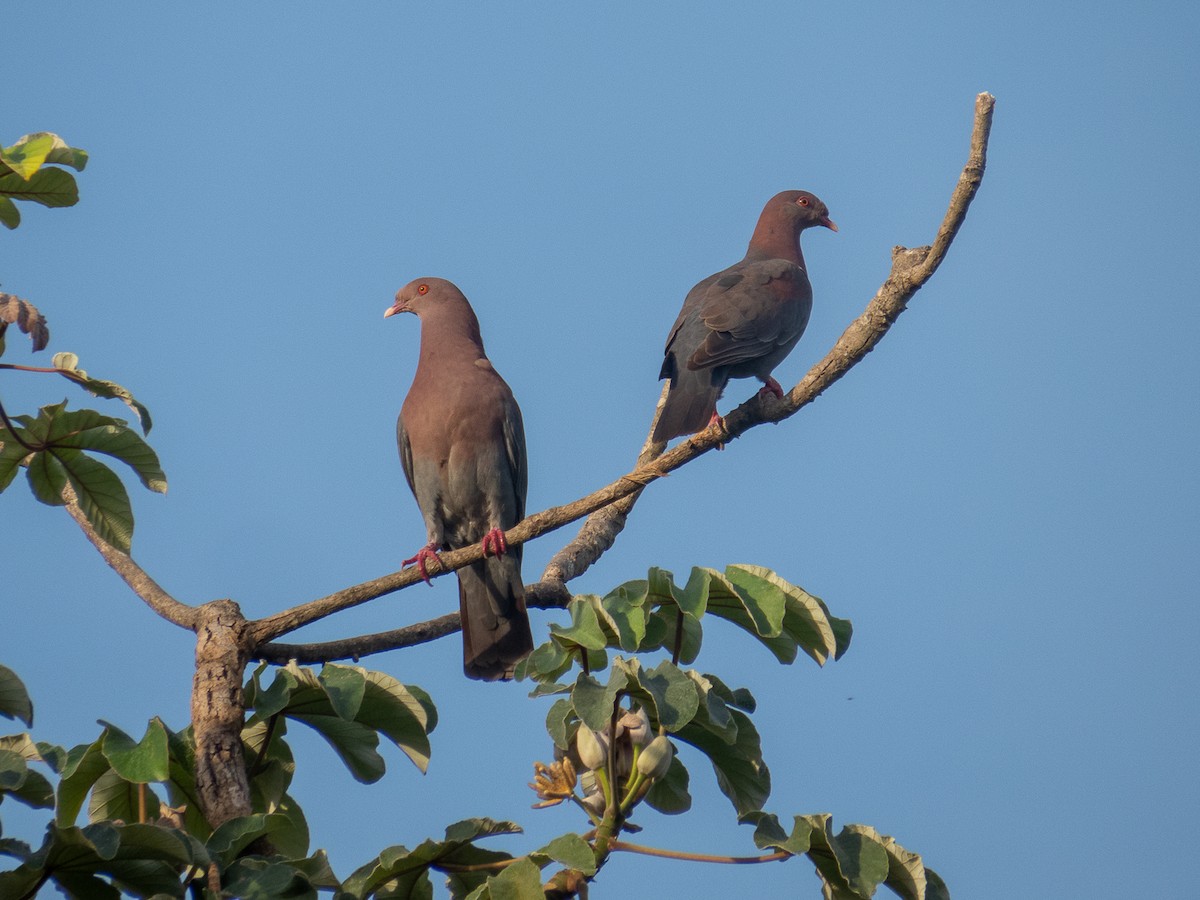 Pigeon à bec rouge - ML534202051