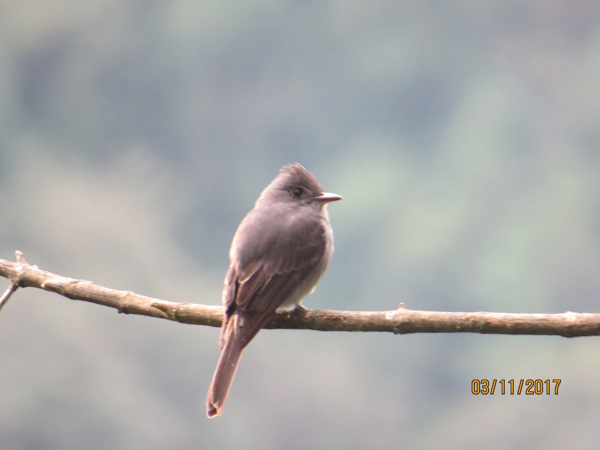 Smoke-colored Pewee - ML534202581