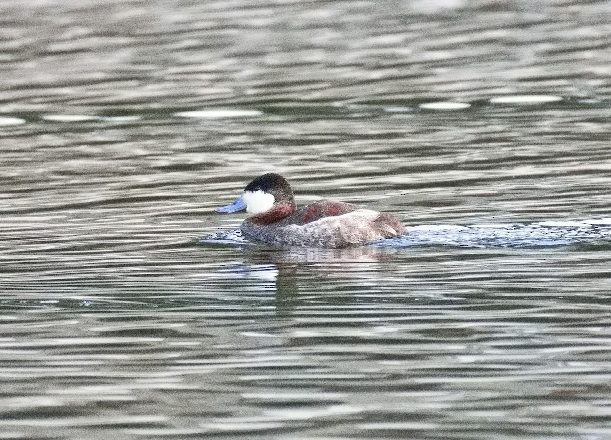 Ruddy Duck - David Estroff