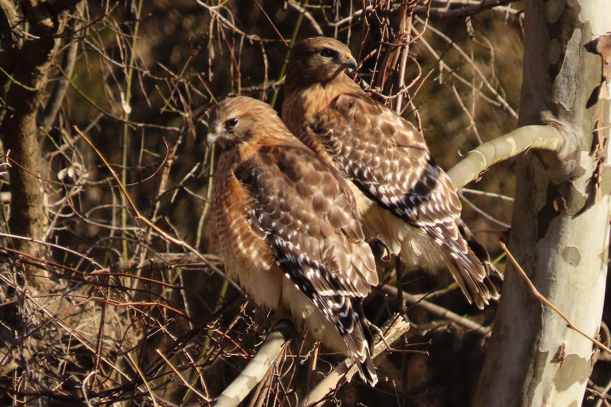 Red-shouldered Hawk - Mike Donaldson