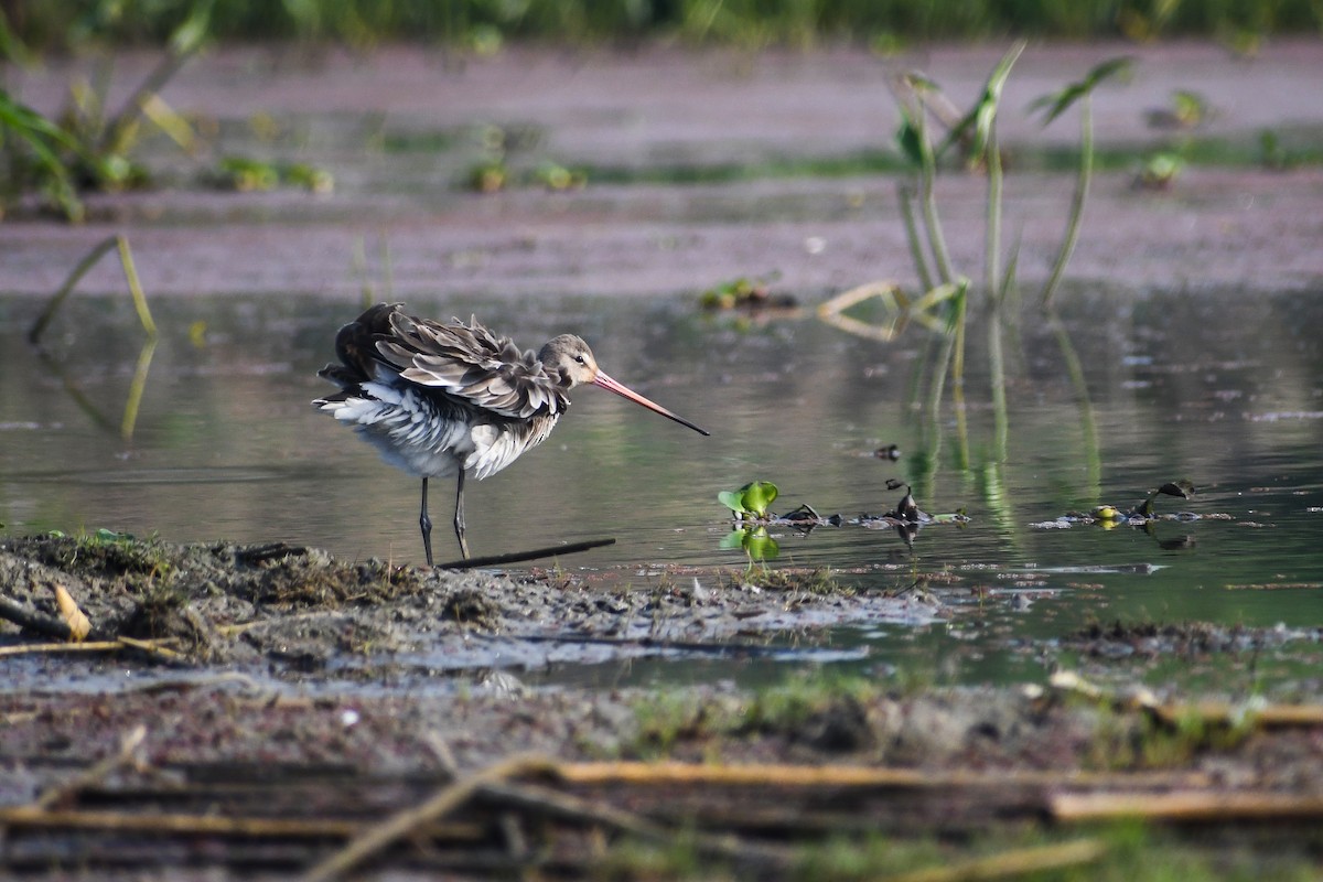 Black-tailed Godwit - ML534205841