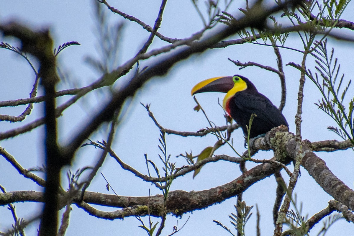 Yellow-throated Toucan - Jill Paquette