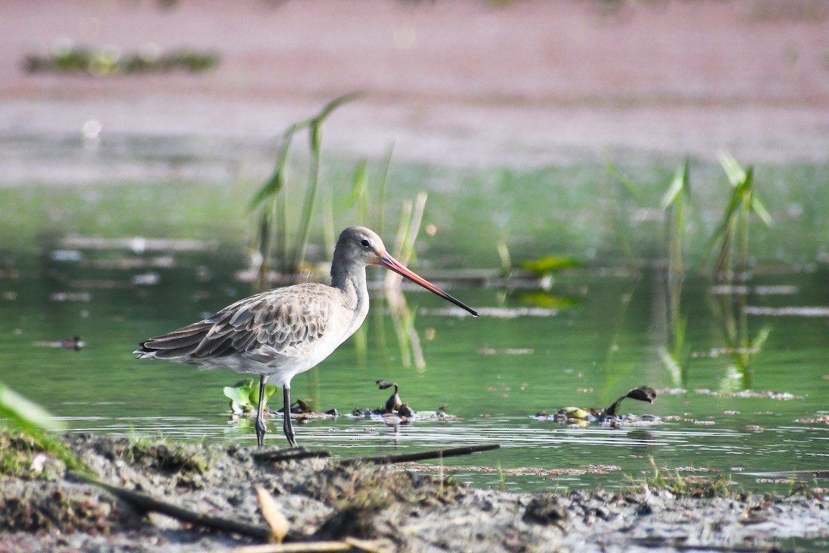 Black-tailed Godwit - ML534207871