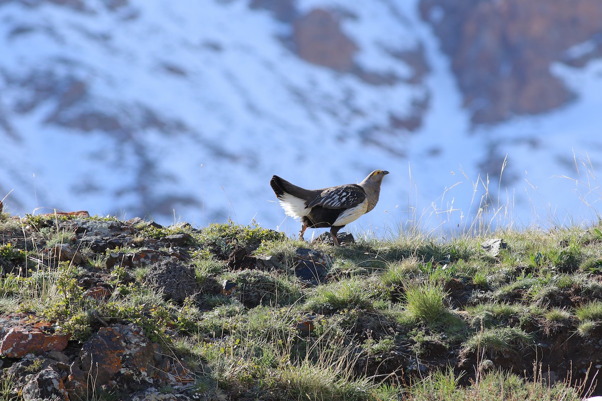 Altai Snowcock - ML534208651