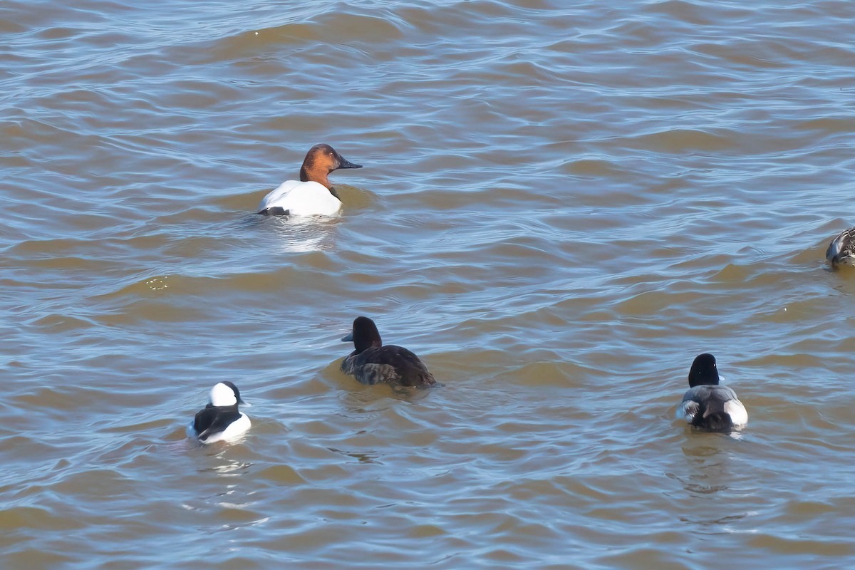 Canvasback - Stacy Smith