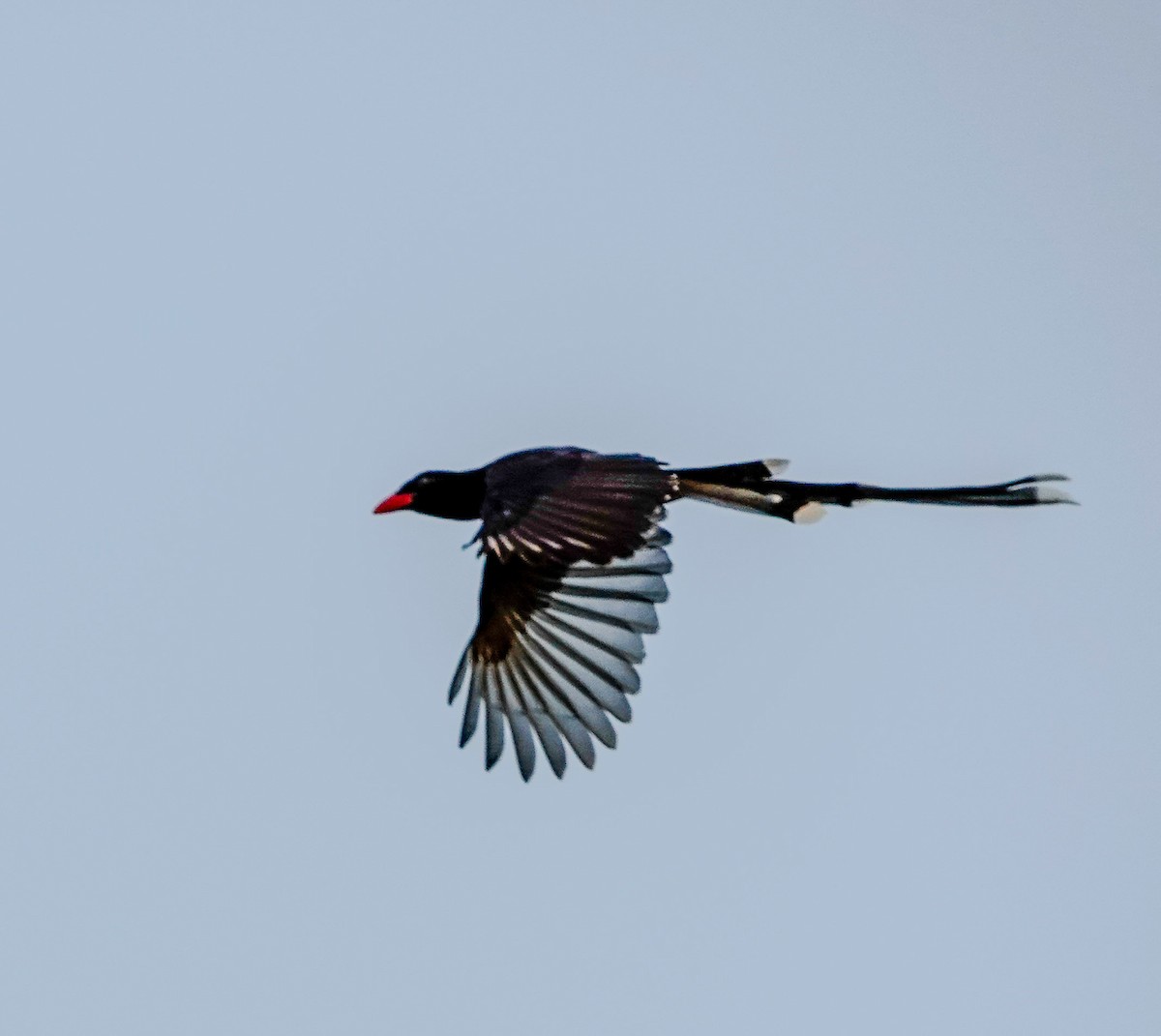 Red-billed Blue-Magpie - ML534209421