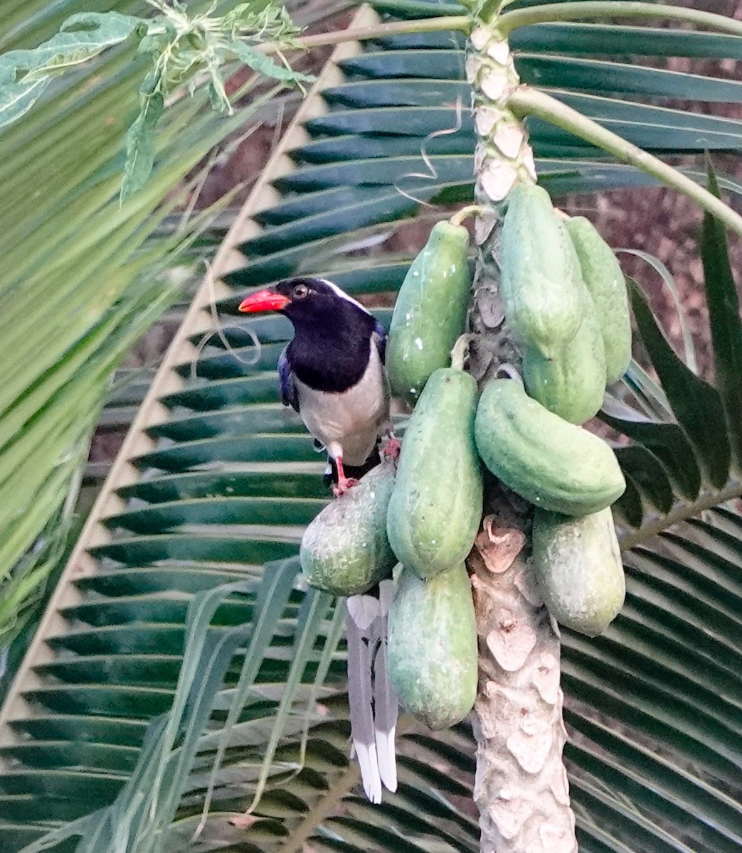 Red-billed Blue-Magpie - ML534209431