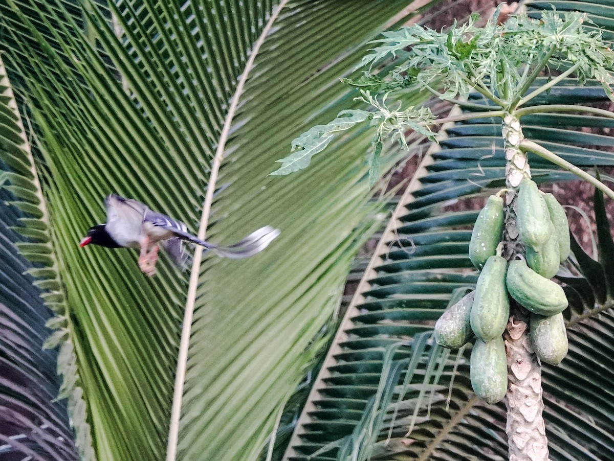 Red-billed Blue-Magpie - ML534209451