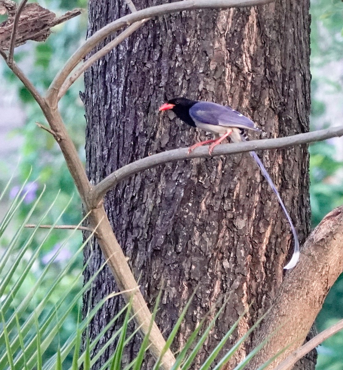 Red-billed Blue-Magpie - ML534209461
