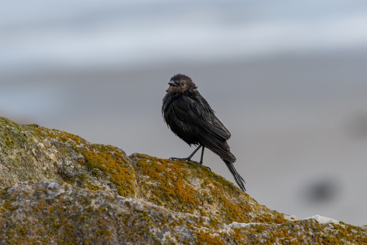 Brewer's Blackbird - ML534209931