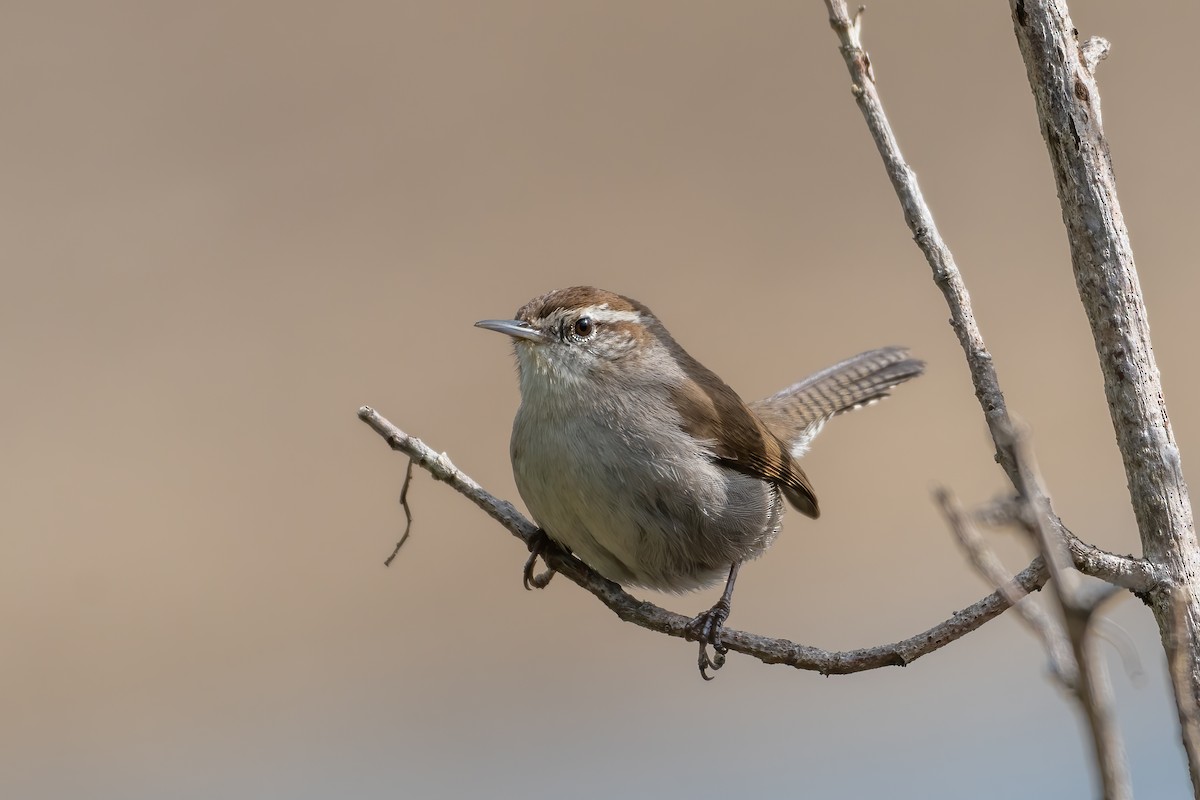 Bewick's Wren - ML534210231