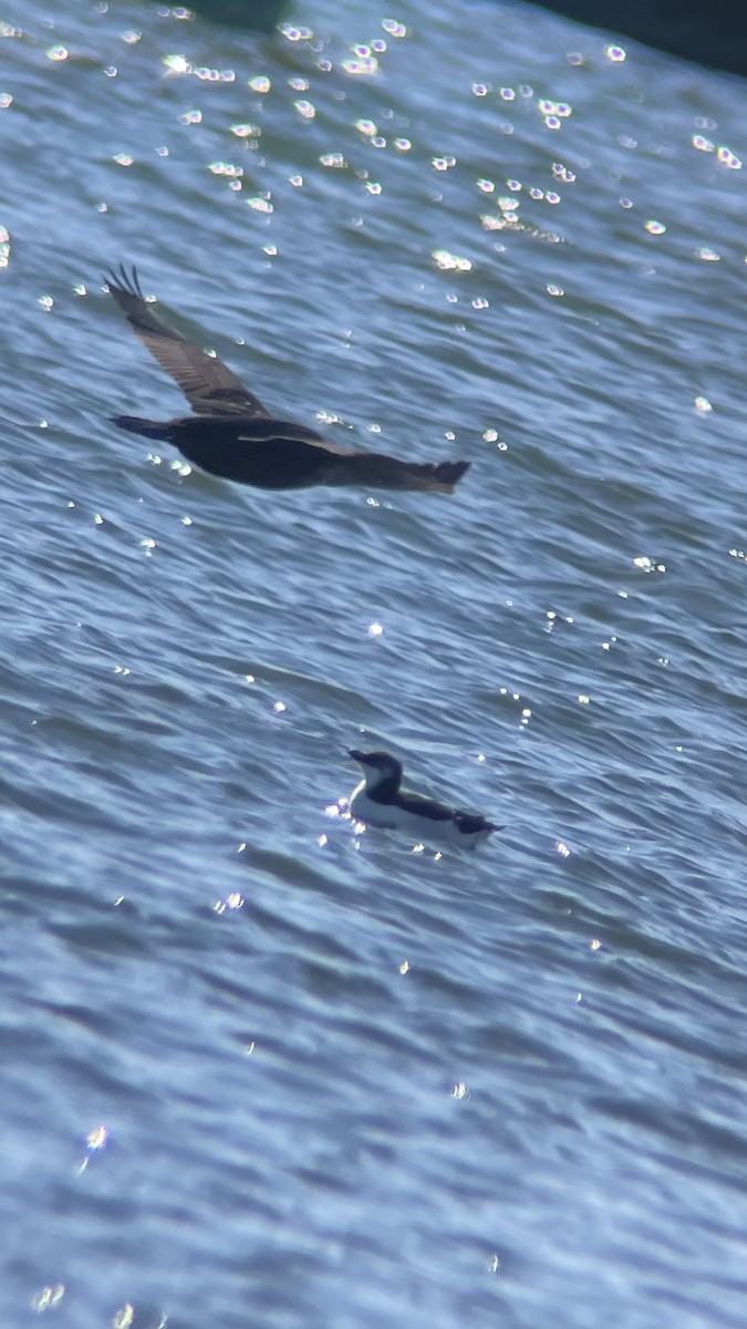 Razorbill - ML534210561